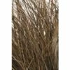 Bräunliche Segge FloraSelf Carex Comans 'Frosted Curls' H 10-30 Cm Co 3 L -Hornbach Gartenmarkt DV 8 8138856 01 4c DE 20210112161752 1