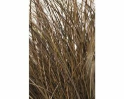 Bräunliche Segge FloraSelf Carex Comans 'Frosted Curls' H 10-30 Cm Co 3 L