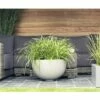 Weißrandige Garten-Segge FloraSelf Carex Morrowi 'Ice Dance' H 5-30 Cm Co 3 L 1 Weißrandige Garten-Segge FloraSelf Carex Morrowi 'Ice Dance' H 5-30 Cm Co 3 L -Hornbach Gartenmarkt DV 8 8138857 02 4c DE 20200527161652