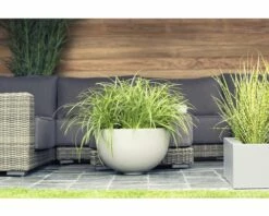 Weißrandige Garten-Segge FloraSelf Carex Morrowi 'Ice Dance' H 5-30 Cm Co 3 L