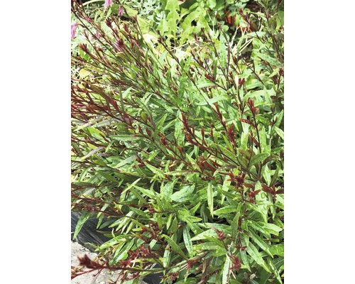 Prachtkerze FloraSelf Gaura Lindheimeri H 10-30 Cm Co 3 L 3 Prachtkerze FloraSelf Gaura Lindheimeri H 10-30 Cm Co 3 L