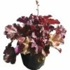 Rotblättriges Silberglöckchen FloraSelf Heuchera Micrantha 'Palace Purple' H 20-40 Cm Co 3 L