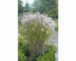 Chinaschilf 'Kleine Silberspinne' FloraSelf Miscanthus Sinensis 'Kleine Silberspinne' H 10-100 Cm Co 3 L