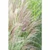 Chinaschilf FloraSelf Miscanthus Sinensis 'Silberfeder' H 5-50 Cm Co 0,5 L (6 Stk.) -Hornbach Gartenmarkt DV 8 8138872 02 4c DE 20220801164651 1