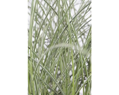 Weißbuntes Chinaschilf FloraSelf Miscanthus Sinensis 'Morning Light' H 10-100 Cm Co 6 L 4 Weißbuntes Chinaschilf FloraSelf Miscanthus Sinensis 'Morning Light' H 10-100 Cm Co 6 L – Bild 2