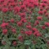 Goldmelisse FloraSelf Monarda Didyma H 10-30 Cm Co 3 L -Hornbach Gartenmarkt DV 8 8138877 01 4c DE 20200710084754