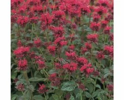 Goldmelisse FloraSelf Monarda Didyma H 10-30 Cm Co 3 L
