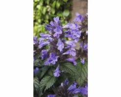 Katzenminze FloraSelf Nepeta Faassenii Co 3 L -Hornbach Gartenmarkt DV 8 8138878 02 4c DE 20180305171549