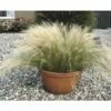 Zartes Federgras FloraSelf Stipa Tenuifolia 'Pony Tails' H 10-30 Cm T 14 Cm 2 Zartes Federgras FloraSelf Stipa Tenuifolia 'Pony Tails' H 10-30 Cm T 14 Cm -Hornbach Gartenmarkt DV 8 8138885 01 4c DE 20210113121652