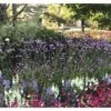 Argentinisches Eisenkraut FloraSelf Verbena Bonariensis H 10-60 Cm Co 3 L -Hornbach Gartenmarkt DV 8 8138886 01 4c DE 20190902111655
