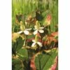 Molchschwanz FloraSelf Houttuynia Cordata 'Chameleon' Co 3 L -Hornbach Gartenmarkt DV 8 8141148 01 4c DE 20220228124800 2