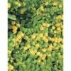Pfennigkraut FloraSelf Lysimachia Numularia Ø 18 Cm Topf -Hornbach Gartenmarkt DV 8 8141149 01 4c DE 20150828104937