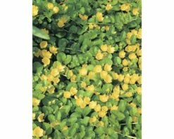 Pfennigkraut FloraSelf Lysimachia Numularia Ø 18 Cm Topf
