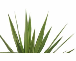 FloraSelf Palmlilie Yucca Elephantipes 'Jewel' H 30-40 Cm Ø 20 Cm Topf -Hornbach Gartenmarkt DV 8 8146041 02 4c RO 20220321191904