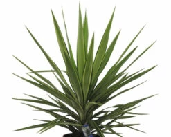 FloraSelf Palmlilie Yucca Elephantipes 'Jewel' H 30-40 Cm Ø 20 Cm Topf -Hornbach Gartenmarkt DV 8 8146041 03 4c RO 20220321191933