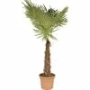 Hanfpalme FloraSelf Trachycarpus Fortunei H 200-210 Cm Ø 40 Cm Topf -Hornbach Gartenmarkt DV 8 8169884 01 4c DE 20171013071633