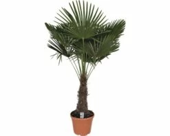Hanfpalme FloraSelf Trachycarpus Fortunei H 200-210 Cm Ø 40 Cm Topf -Hornbach Gartenmarkt DV 8 8169884 02 4c DE 20180403213807
