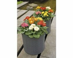 Gerbera FloraSelf FloraSelf Gerbera X Hybride 'Durora In- & Outdoor' Ø 25 Cm Topf