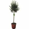 Olivenbaum FloraSelf Olea Europaea H 120-130 Cm Ø 30 Cm Topf 2 Olivenbaum FloraSelf Olea Europaea H 120-130 Cm Ø 30 Cm Topf -Hornbach Gartenmarkt DV 8 8189897 04 4c CH 20170524213238