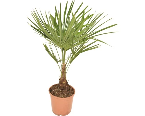 Hanfpalme FloraSelf Trachycarpus Fortunei H 50-60 Cm Ø 20 Cm Topf 3 Hanfpalme FloraSelf Trachycarpus Fortunei H 50-60 Cm Ø 20 Cm Topf