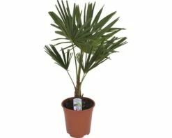 Hanfpalme FloraSelf Trachycarpus Fortunei H 50-60 Cm Ø 20 Cm Topf 5 Hanfpalme FloraSelf Trachycarpus Fortunei H 50-60 Cm Ø 20 Cm Topf -Hornbach Gartenmarkt DV 8 8189899 04 4c DE 20180403214006