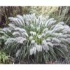 Lampenputzergras FloraSelf Pennisetum Versch. Sorten Co 3 L -Hornbach Gartenmarkt DV 8 8213928 01 4c DE 20210415114758