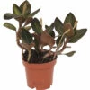 Juwelorchidee FloraSelf H Ca. 20 Cm Ø 12 Cm Topf -Hornbach Gartenmarkt DV 8 8225274 01 4c NL 20230111134654