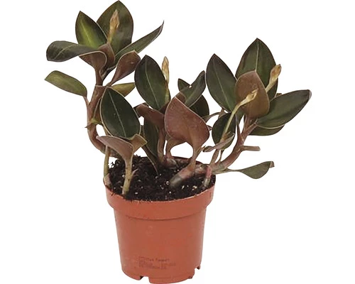 Juwelorchidee FloraSelf H Ca. 20 Cm Ø 12 Cm Topf 3 Juwelorchidee FloraSelf H Ca. 20 Cm Ø 12 Cm Topf