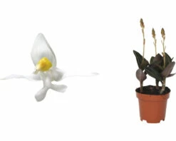Juwelorchidee FloraSelf H Ca. 20 Cm Ø 12 Cm Topf 7 Juwelorchidee FloraSelf H Ca. 20 Cm Ø 12 Cm Topf -Hornbach Gartenmarkt DV 8 8225274 02 4c NL 20230111134654