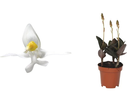 Juwelorchidee FloraSelf H Ca. 20 Cm Ø 12 Cm Topf 5 Juwelorchidee FloraSelf H Ca. 20 Cm Ø 12 Cm Topf – Bild 3