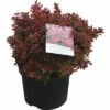Berberitze FloraSelf Berberis Thunbergii 'Admiration' H 30-40 Cm Co 4 L 2 Berberitze FloraSelf Berberis Thunbergii 'Admiration' H 30-40 Cm Co 4 L -Hornbach Gartenmarkt DV 8 8258962 01 4c DE 20180209193719