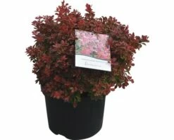Berberitze FloraSelf Berberis Thunbergii 'Admiration' H 30-40 Cm Co 4 L