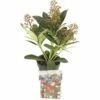 Japanische Blütenskimmie FloraSelf Skimmia Japonica 'Rubella' H 15-20 Cm Co 0,5 L (5 Stk.) -Hornbach Gartenmarkt DV 8 8275424 01 4c DE 20221025124755