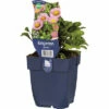 Flohkraut FloraSelf Erigeron Glaucus H 5-15 Cm Co 0,5 L -Hornbach Gartenmarkt DV 8 8279108 01 4c DE 20220321140922