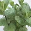 FloraSelf Marokkanische Minze Mentha Spicata 'Maroccan' H 5-20 Cm Co 0,5 L -Hornbach Gartenmarkt DV 8 8279219 07 4c DE 20200214085608