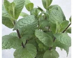FloraSelf Marokkanische Minze Mentha Spicata 'Maroccan' H 5-20 Cm Co 0,5 L