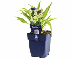 Grundkraut FloraSelf Scabiosa Caucasica 'Alba' H 5-60 Cm Co 0,5 L