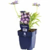 Grundkraut FloraSelf Scabiosa Caucasica H 5-60 Cm Co 0,5 L -Hornbach Gartenmarkt DV 8 8279232 01 4c DE 20220711221657