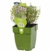 Weißbunten Gewürzthymian FloraSelf Thymus Vulgaris 'Silver Posie' H 5-20 Cm Co 0,5 L -Hornbach Gartenmarkt DV 8 8279240 01 4c DE 20200130203904