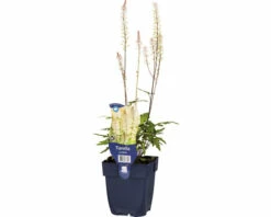 FloraSelf Schaumblüte Tiarella Cordifolia H 5-20 Cm Co 0,5 L (6 Stk.)