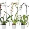 Cambria-Orchidee FloraSelf Cambria 'Nelly Isler Cascade' H 50-60 Cm Ø 12 Cm 1 Cambria-Orchidee FloraSelf Cambria 'Nelly Isler Cascade' H 50-60 Cm Ø 12 Cm -Hornbach Gartenmarkt DV 8 8287236 01 4c CH 20221031141759