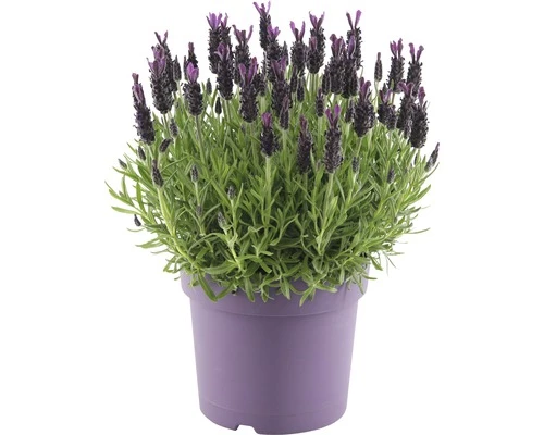 Schopflavendel FloraSelf Lavandula Stoechas 'Anouk' H 35-40 Cm Ø 19 Cm Topf 3 Schopflavendel FloraSelf Lavandula Stoechas 'Anouk' H 35-40 Cm Ø 19 Cm Topf
