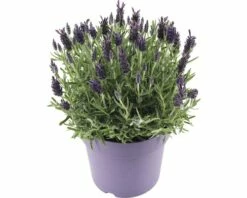 Schopflavendel FloraSelf Lavandula Stoechas 'Anouk' H 35-40 Cm Ø 19 Cm Topf 5 Schopflavendel FloraSelf Lavandula Stoechas 'Anouk' H 35-40 Cm Ø 19 Cm Topf -Hornbach Gartenmarkt DV 8 8302570 02 4c DE 20190201054751