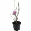 Magnolie FloraSelf H 20-40 Cm Co 20 L 1 Magnolie FloraSelf H 20-40 Cm Co 20 L -Hornbach Gartenmarkt DV 8 8305424 01 4c CH 20190117161650