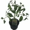 BIO Tomate 'Zebra' FloraSelf Ø 11 Cm Topf -Hornbach Gartenmarkt DV 8 8347291 01 4c DE 20190628051651