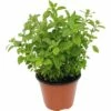 Oregano FloraSelf Origanum Vulgare 'Diabolo' Ø 12 Cm Topf 1 Oregano FloraSelf Origanum Vulgare 'Diabolo' Ø 12 Cm Topf -Hornbach Gartenmarkt DV 8 8358508 01 4c CH 20190123104753