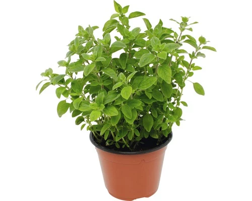 Oregano FloraSelf Origanum Vulgare 'Diabolo' Ø 12 Cm Topf 3 Oregano FloraSelf Origanum Vulgare 'Diabolo' Ø 12 Cm Topf