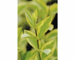 Gold-Liguster XXL FloraSelf Ligustrum Ovalifolium 'Aureum' H 100-125 Cm Co 15 L -Hornbach Gartenmarkt DV 8 8360254 02 4c DE 20201209111800