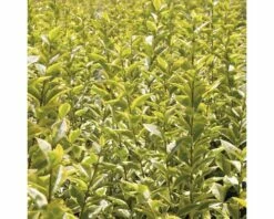 Gold-Liguster XXL FloraSelf Ligustrum Ovalifolium 'Aureum' H 100-125 Cm Co 15 L -Hornbach Gartenmarkt DV 8 8360254 03 4c DE 20201209111800