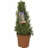 Rosmarin Pyramide FloraSelf Rosmarinus Officinalis H 40-45 Cm Ø 18 Cm Topf -Hornbach Gartenmarkt DV 8 8361418 01 4c CH 20190211084700